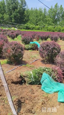 高度120厘米红叶小檗