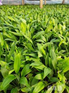 高度20厘米紫花玉簪