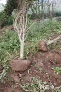 高度200厘米木槿