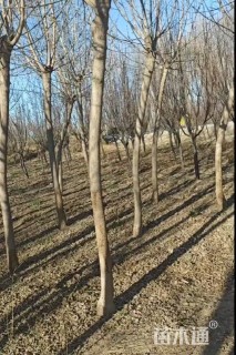 12公分金叶复叶槭