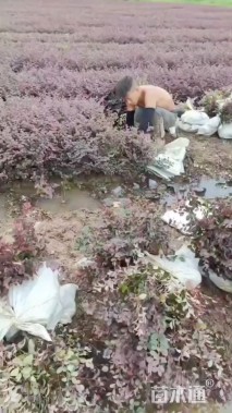 高度35厘米红花继木