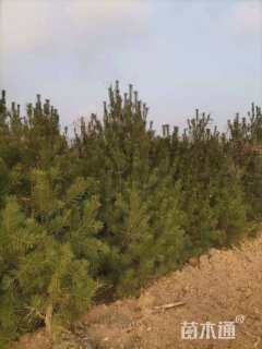 高度2500厘米油松