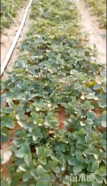 高度16厘米草莓