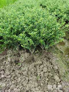 高度40厘米龟甲冬青