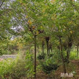 3公分黄花槐