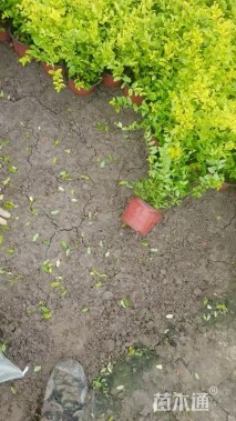 大杯苗亮晶女贞小苗