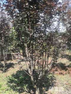 6公分紫叶李