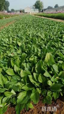 高度15厘米黑心菊