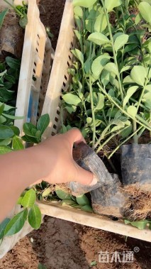 0.1厘米大叶扶芳藤