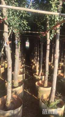 高度300厘米球花石楠