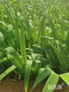 高度25厘米鸢尾