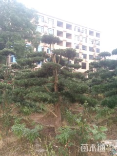 10公分短叶罗汉松