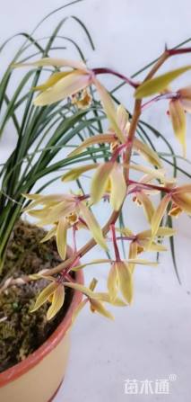 高度102厘米兰花