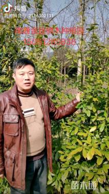 3公分金丝楠木