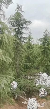 高度600厘米雪松