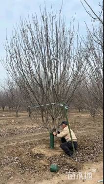 12公分八棱海棠