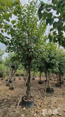 10公分菩提树