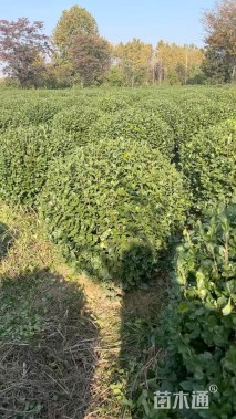 高度100厘米卫矛