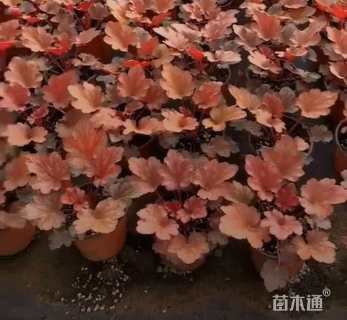 高度20厘米矾根