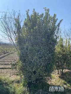 高度180厘米金边黄杨