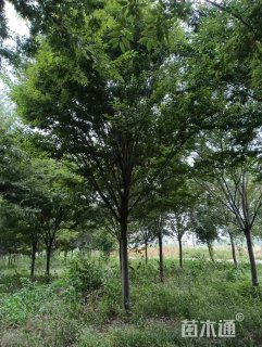 20公分精品地产榉树