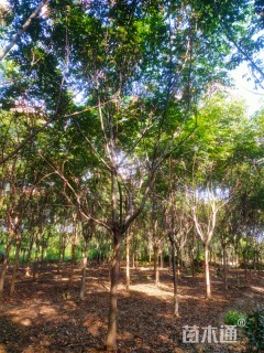 15公分黄山栾树