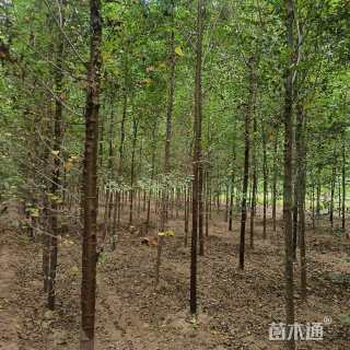 4公分白榆