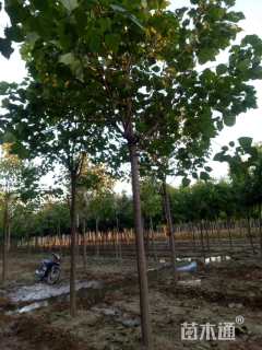 7公分楸树
