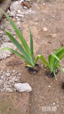 高度40厘米黄菖蒲