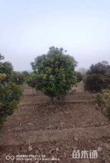 高度350厘米中华石楠