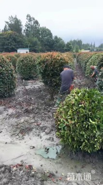 4公分红叶石楠