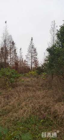 22公分水杉