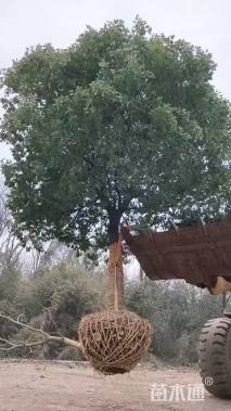 30公分香樟