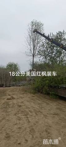 18公分美国红枫