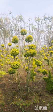 3公分造型亮晶女贞