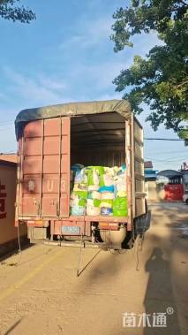 高度50厘米醉鱼草