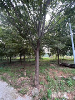 150公分榉树