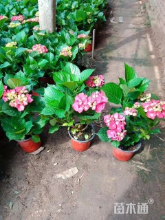 高度32厘米绣球