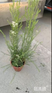 高度20厘米澳洲粉米花