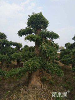 30公分椤木石楠