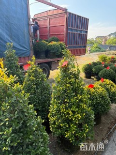 高度100厘米黄金枸骨球