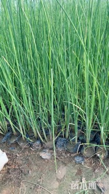 高度60厘米水葱