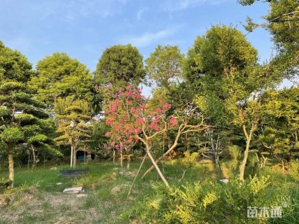 30公分香樟