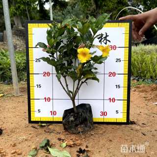 高度30厘米硬枝黄蝉
