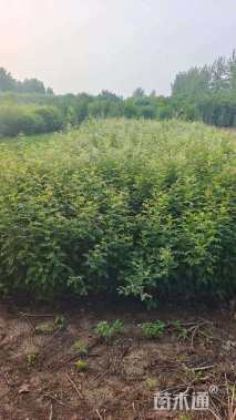 高度50厘米黄刺玫