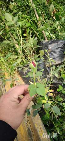 高度30厘米月季