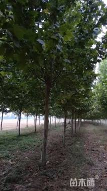 13公分法桐