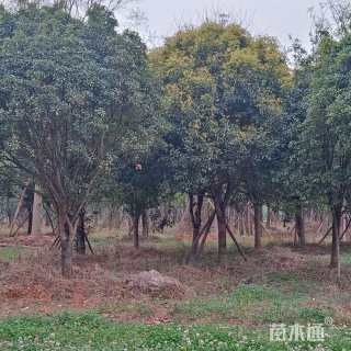 30公分滇朴