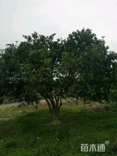 高度500厘米丛生胡柚