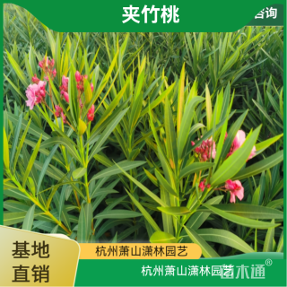 高度150厘米夹竹桃